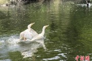 六爻详解吉林：罕见白鸬鹚连续两年“故地重游”