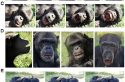 六爻详解国际最新研究：机器人“打哈欠” 黑猩猩被传染